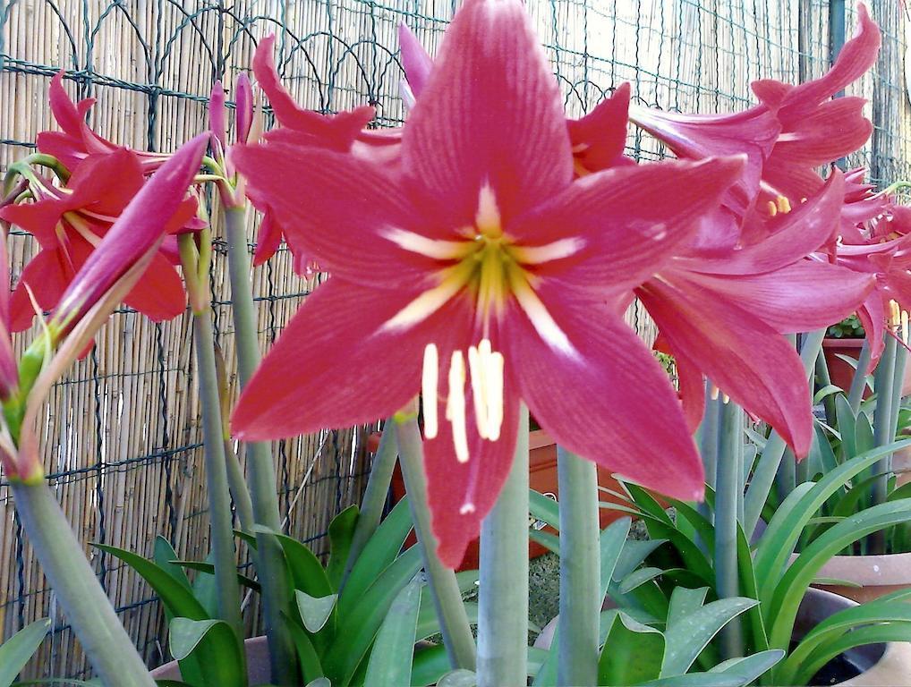 나폴리 Il Giglio Rosso 아파트 객실 사진